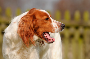 Red and White Setter