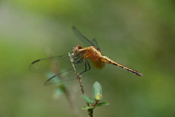 Libellula