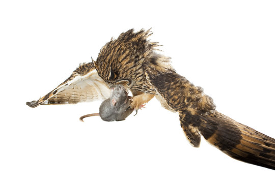 hunting owl isolated on the white background