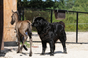 Tierfreunde
