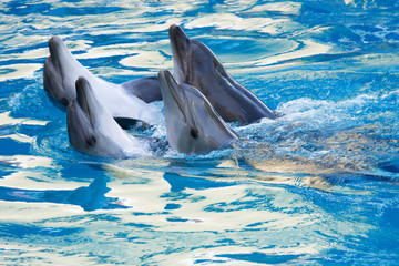 couple de dauphins dansant dans l& 39 eau