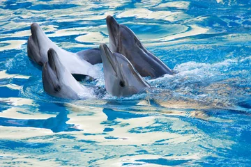 Schilderijen op glas paar dolfijnen dansen in het water © phant