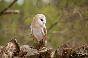 Barn Owl