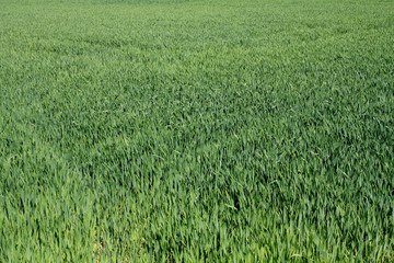 champs de blé vert