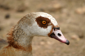 beautiful duck in a lake, nature animal photo