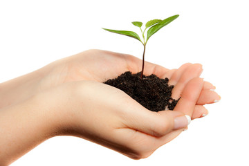 Isolated young plant in woman hands