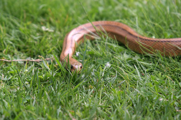 Boa constrictor snake, nature animal photo