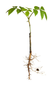 Isolated young plant with roots