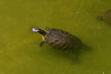 animal nature photo, Red-eared Slider (Trachemys scripta elegans