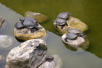 animal nature photo, Red-eared Slider (Trachemys scripta elegans