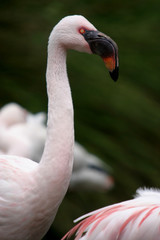 beautiful flamingo portrait
