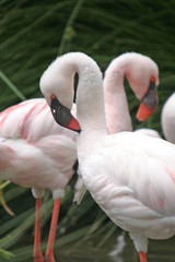 beautiful flamingo portrait