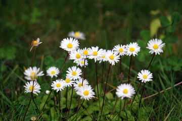 beautiful flowers, nature spring, summer photos