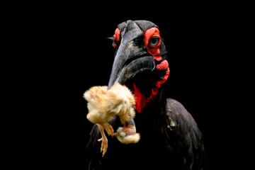 black bird eating a small bird