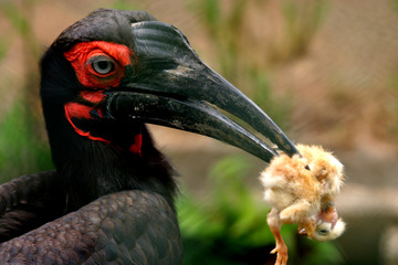 black bird eating a small bird