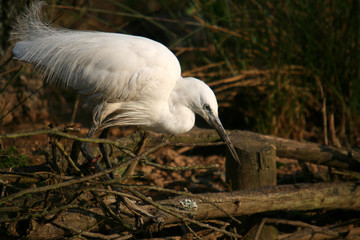 Great White heron, beautiful nature animal photo