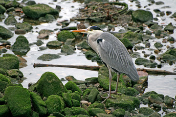A beautiful Grey Heron (Ardea Cinerea), nature animal photo