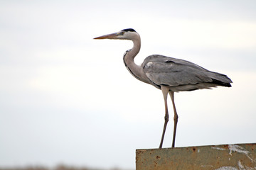 A beautiful Grey Heron (Ardea Cinerea), nature animal photo
