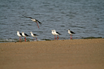 water bird (himantopus himantopus), nature animal photo