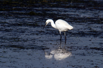 Great White heron, beautiful nature animal photo