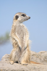 suricata