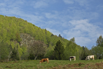 VACHES SUR LES ALPAGES