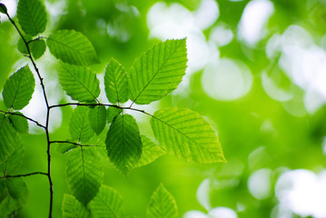 green leaves