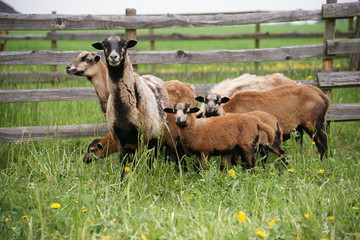 Fototapeta premium SONY DSC