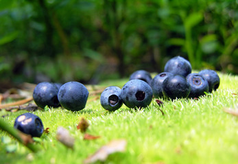 Blueberry