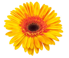 daisy yellow with hand made clipping path