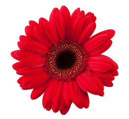 Daisy red with hand made clipping path