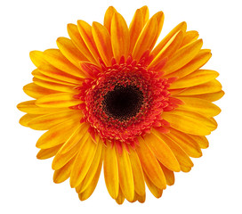 Daisy orange with hand made clipping path