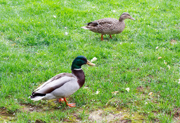 Two mallard ducks