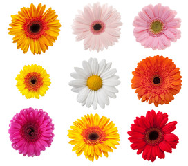 daisy collection