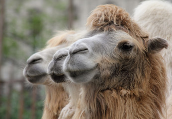 camels