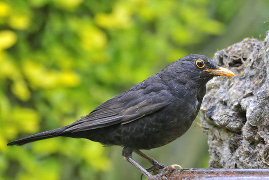 Mirlo comun (turdus merula)