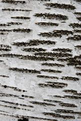 Birch tree background
