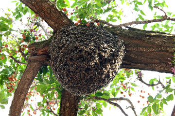 Bienennest am Baum, Marokko