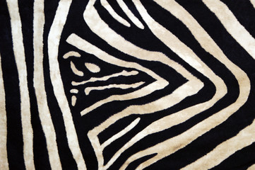 Obraz na płótnie Canvas zebra