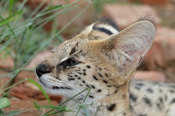 Serval Wild Cat