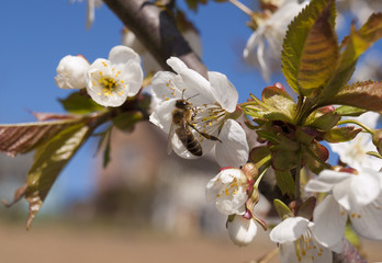 Bee on the flowering plum-tree