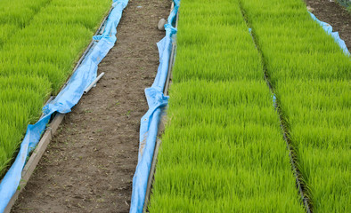 pousses de riz