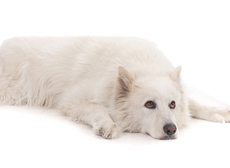 Beautiful White aski severe dog laying down