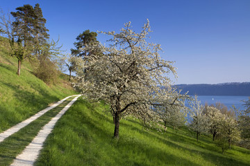 Frühling in Sipplingen XIV