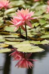 Water Lily in a pond, reflection of the flower in the water