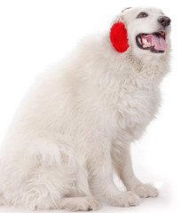 white severe with red ear muff