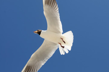 Lachmöwe