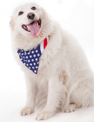 Cute dog wearing american flag scarf