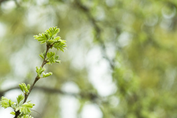 New Leaves