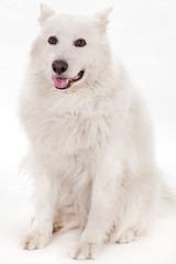 Fototapeta premium white dog sitting